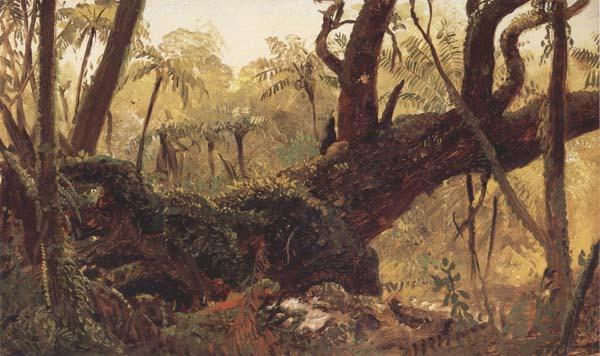 Frederic E.Church Rain Forest,jamaica,West Indies Spain oil painting art